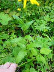 Crepis pyrenaica
