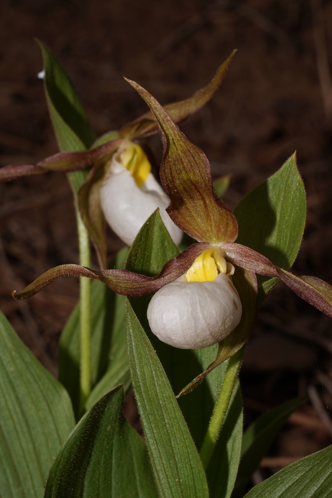 Cypripedium montanum Douglas ex Lindl. 3