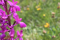 Orchis mascula laxifloriformis