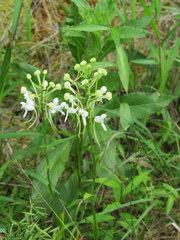Platanthera integrilabia