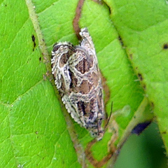 Zomaria interruptolineana