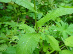 Crepis pyrenaica