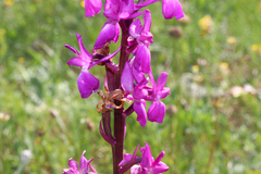 Orchis mascula laxifloriformis