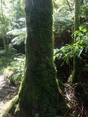 Plagiochila trispicata