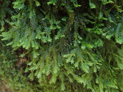 Plagiochila trispicata