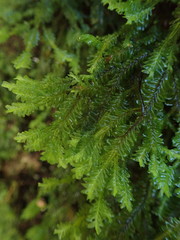 Plagiochila trispicata