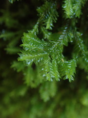 Plagiochila trispicata