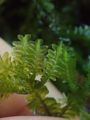 Plagiochila trispicata