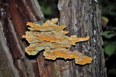 Laetiporus sulphureus