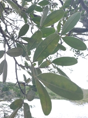 Zanthoxylum quinduense