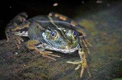 Pelophylax