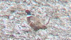 Phasianus colchicus torquatus