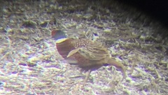 Phasianus colchicus torquatus