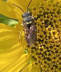 Paranthidium jugatorium