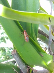 Euthyrhynchus floridanus