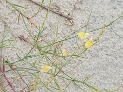 Linaria loeselii