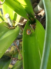 Euthyrhynchus floridanus