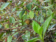 Diglossa albilatera