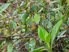 Diglossa albilatera