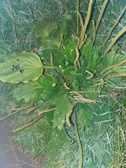 Plantago major