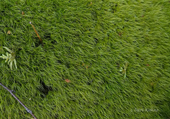 Paraleucobryum longifolium