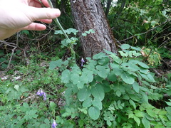 Laserpitium latifolium
