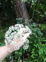 Laserpitium latifolium