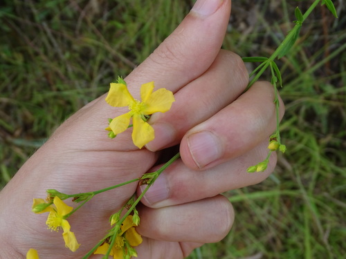 sparse-leaved St. Johnswort (Hypericum erythreae)