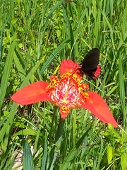 Parides erithalion trichopus
