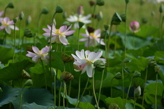 Nelumbo