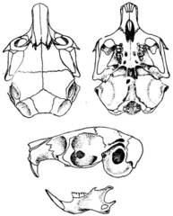 Thick-Tailed Three-Toed Jerboa photo 3