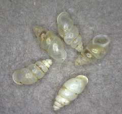 Carychium occidentale