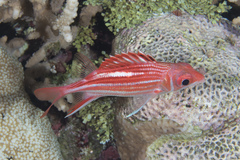 Sargocentron microstoma