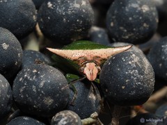 Anaca fasciata