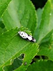 Ethmia quadrillella