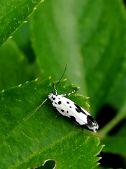 Ethmia quadrillella
