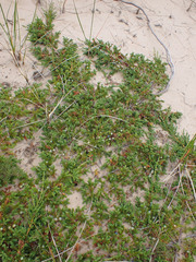 Juniperus communis megistocarpa