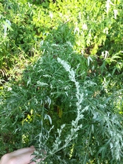 Artemisia vulgaris