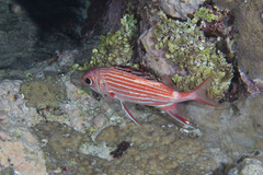 Sargocentron diadema