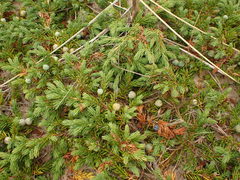 Juniperus communis megistocarpa