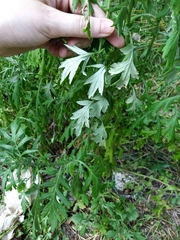 Artemisia vulgaris