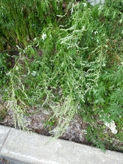 Artemisia vulgaris