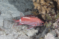 Sargocentron diadema