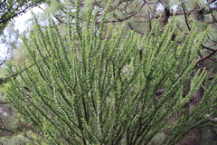 Fouquieria