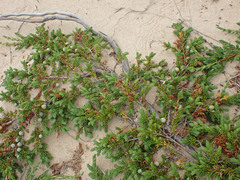 Juniperus communis megistocarpa