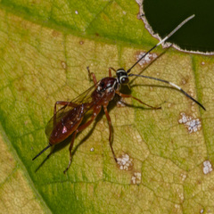 Ischnus inquisitorius