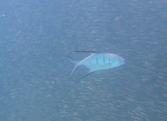 Trachinotus goodei