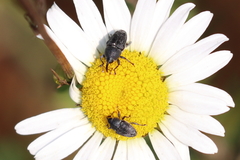 Odontocorynus salebrosus