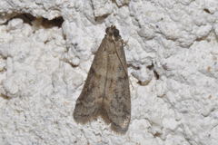 Ephestia woodiella
