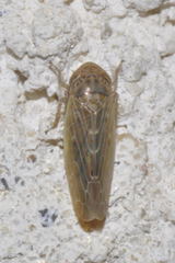 Thamnotettix dilutior